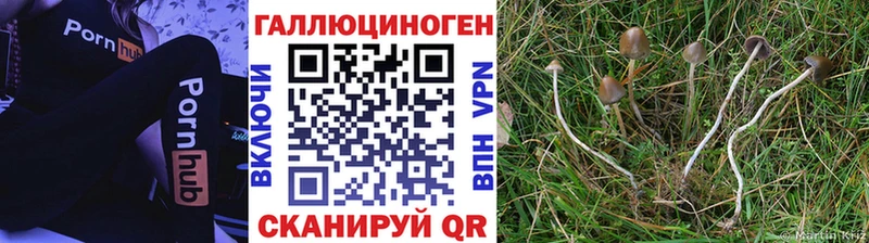 Галлюциногенные грибы Cubensis  цены   Куса 